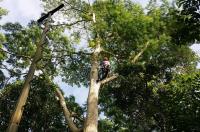 Sportman's Tree Care & Landscaping image 2